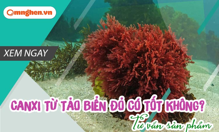  Canxi tảo biển đỏ có gì tốt? Đối tượng sử dụng và tư vấn cách chọn từ dược sĩ